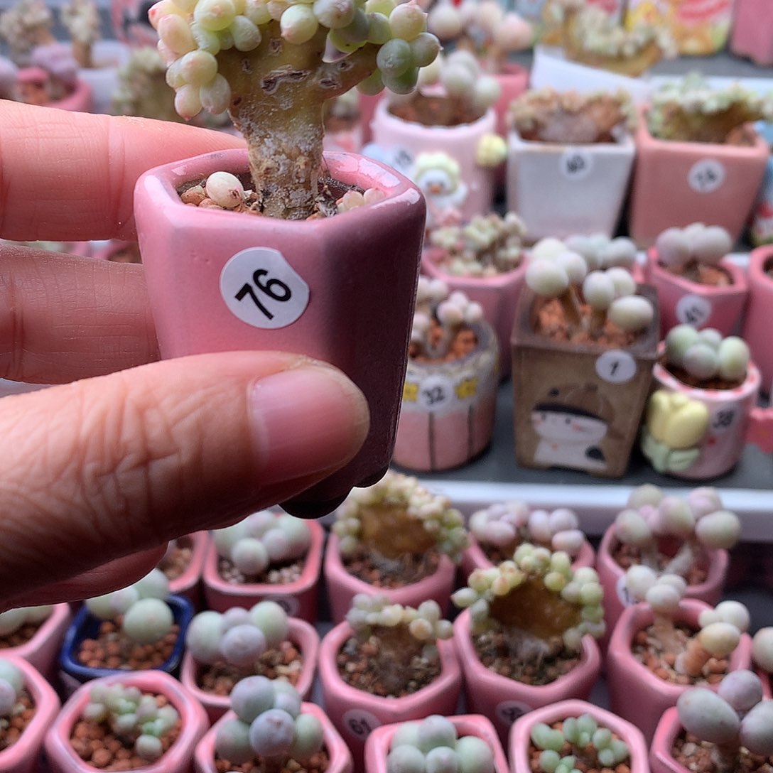 萤***鞋萤火虫带盆发货啦