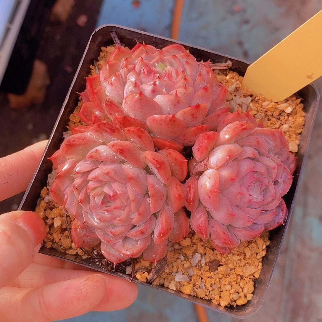 303多肉植物老桩