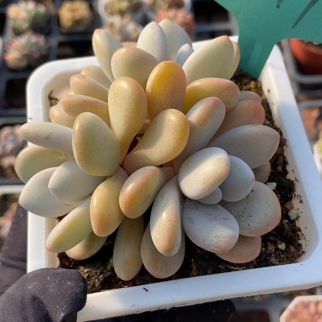 1499粉兔多肉植物保护