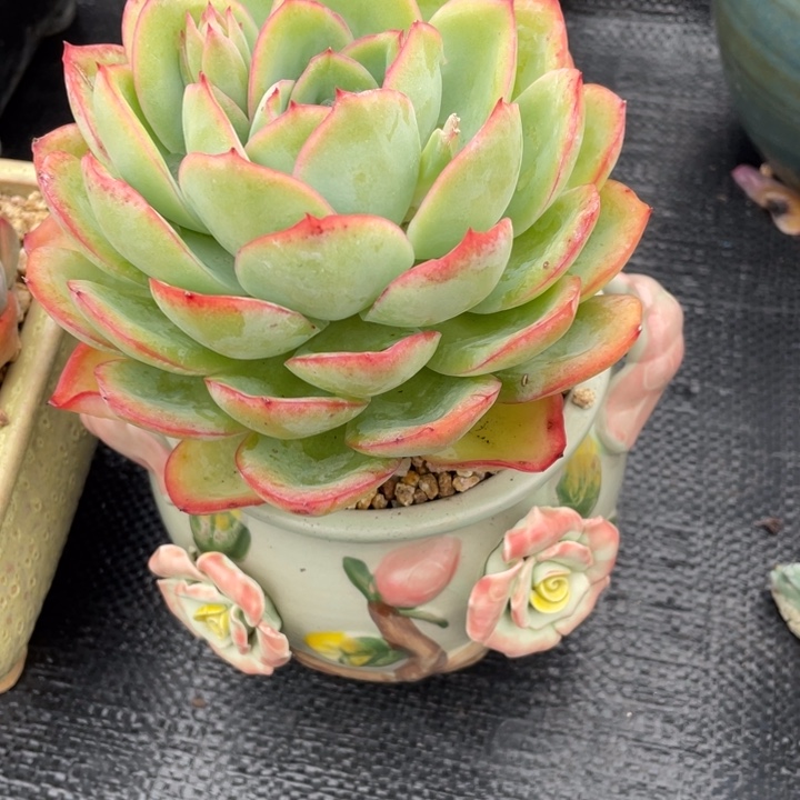 V*V一是一拍一拍