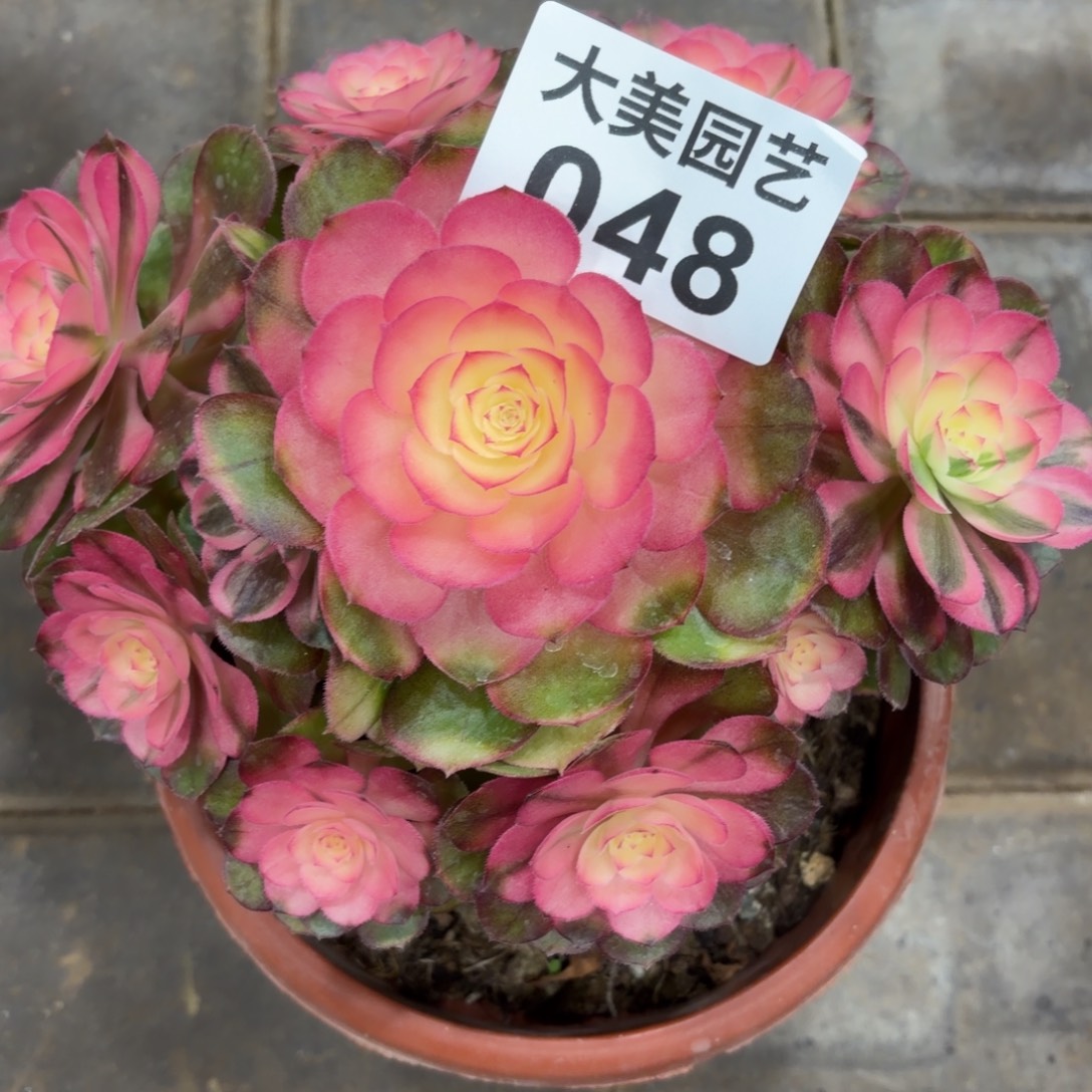 ～***掌荔枝福利老桩048肉肉肉肉