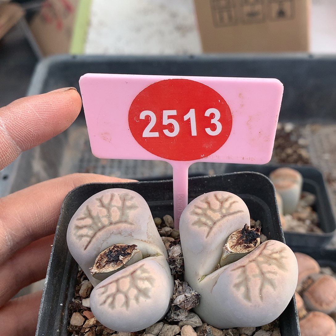 菊母本非常好看非常好看