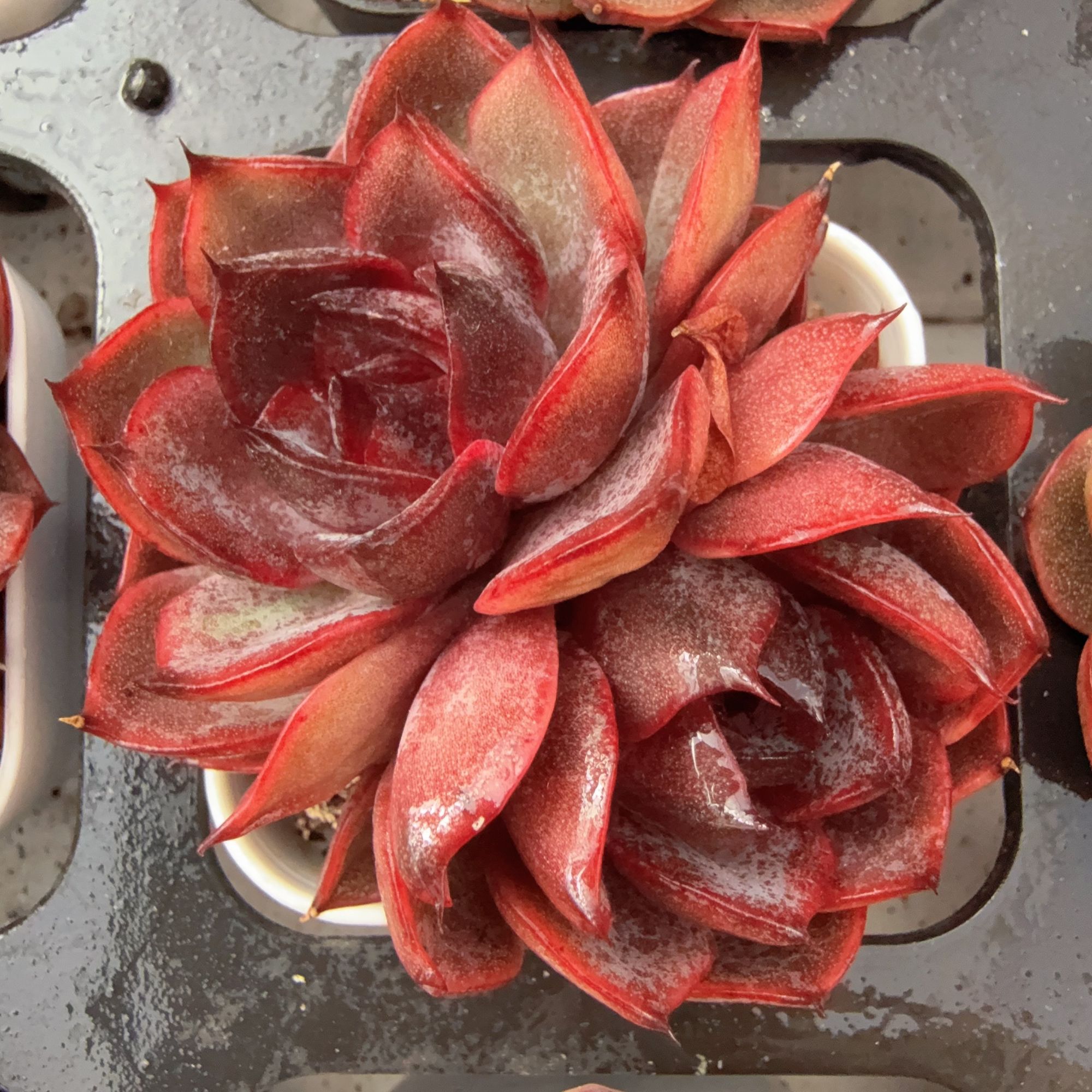 50#双头夜萝莉（4-7cm）带盆土