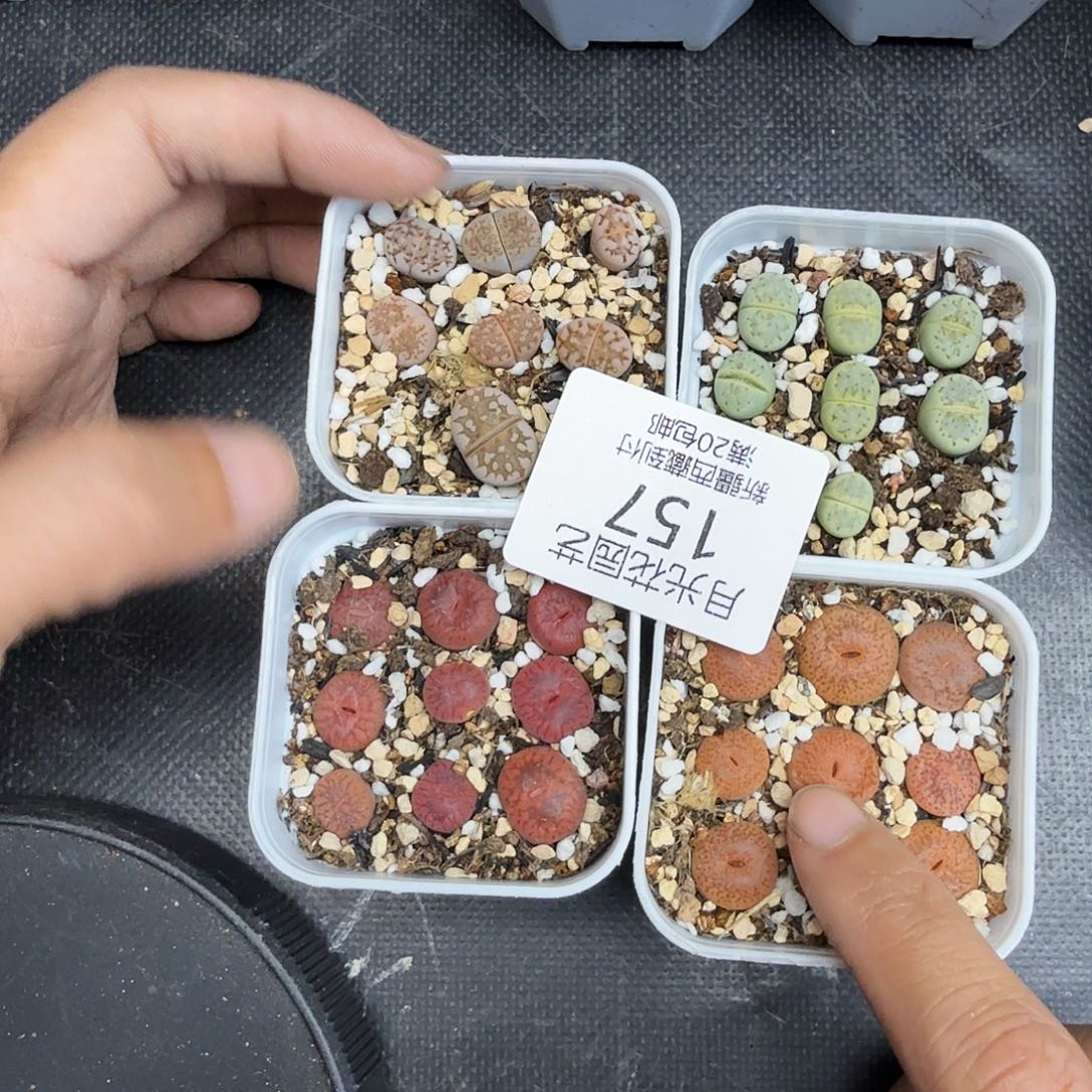 是一个充满生机盎然朝气勃勃且157这个