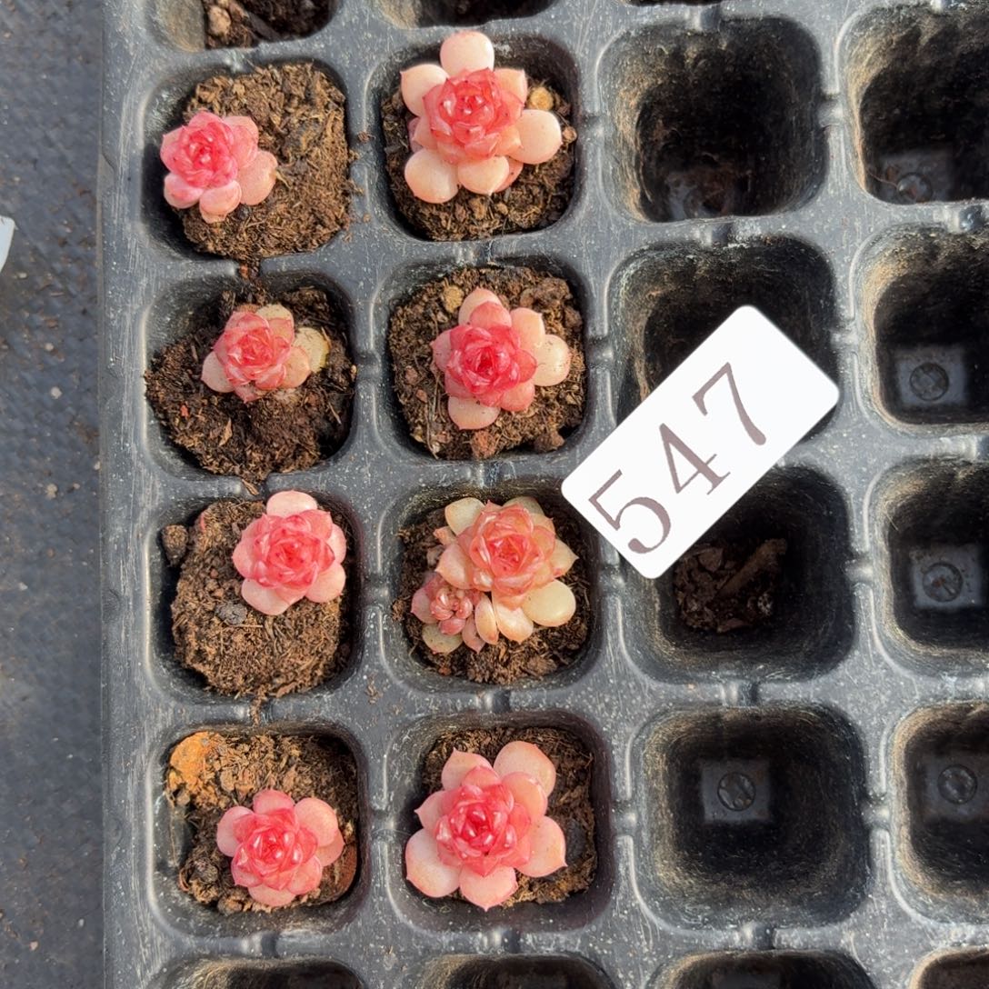 执***”多肉植物多肉植物547