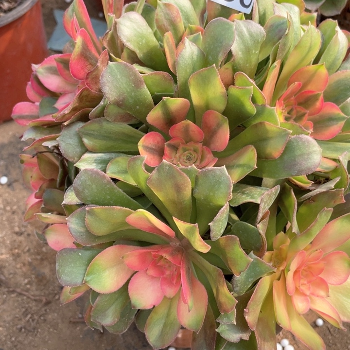 636多肉植物香妃