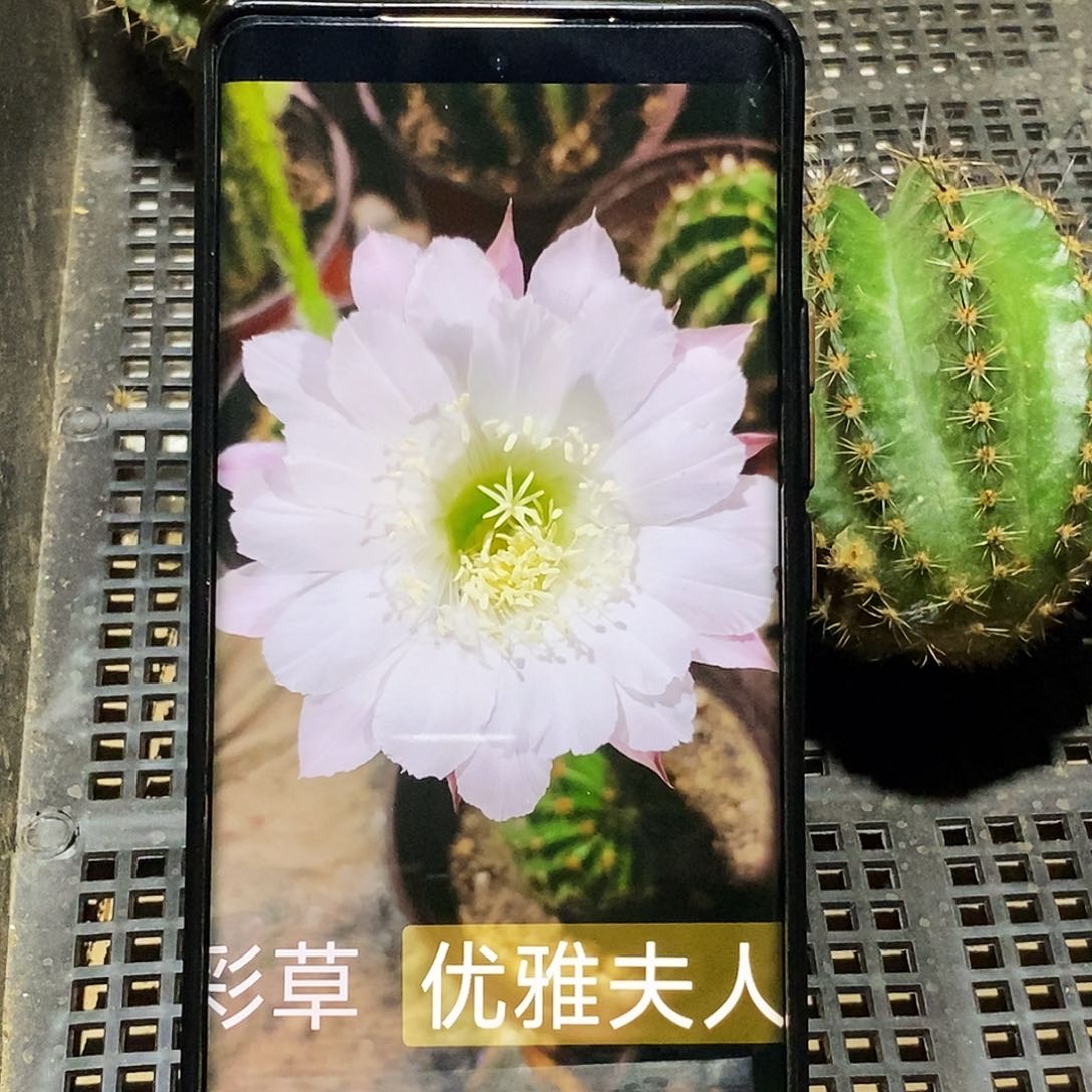 彩 优雅夫人侧芽歪20包邮/6公分