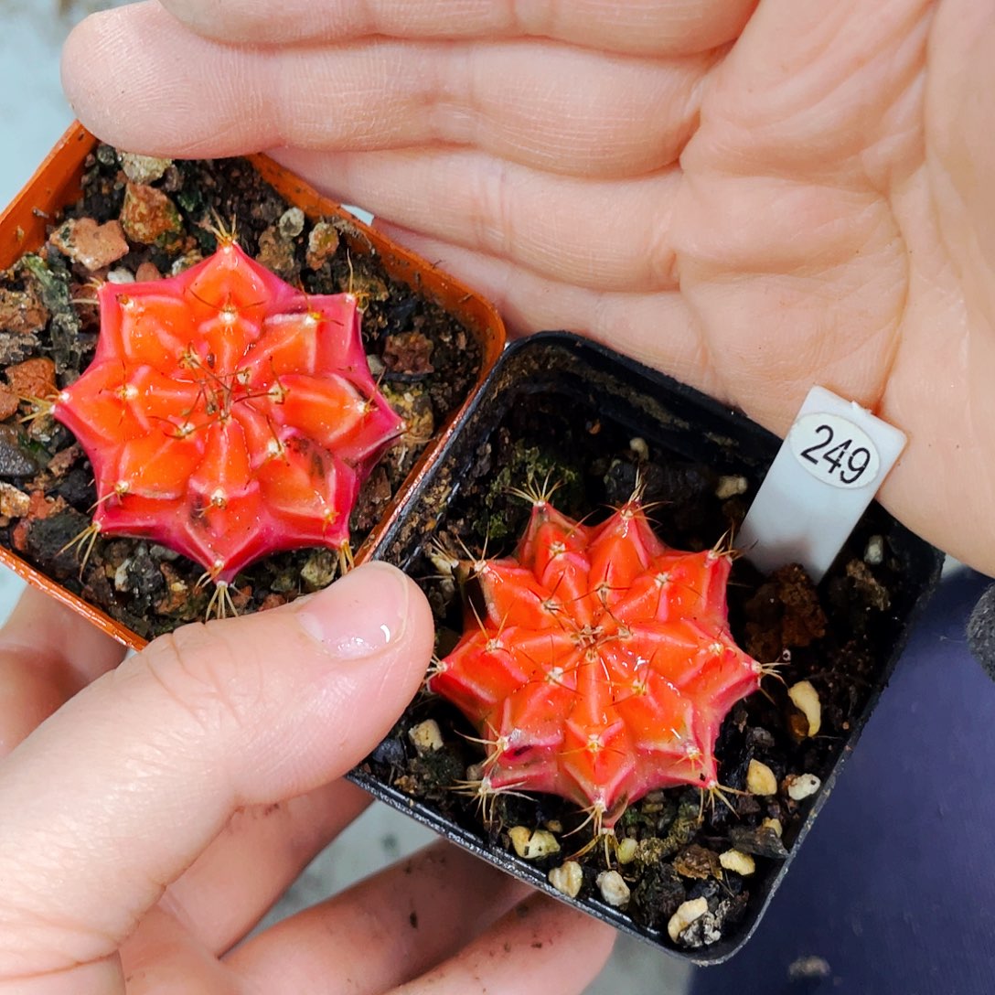 非偏远地区满25包邮仙人球