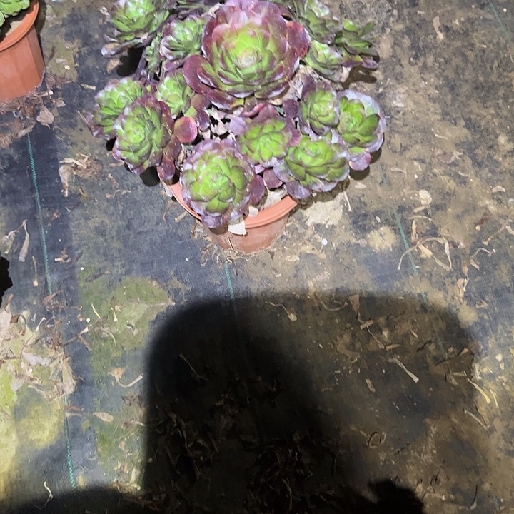 不包侧枝一物一拍134