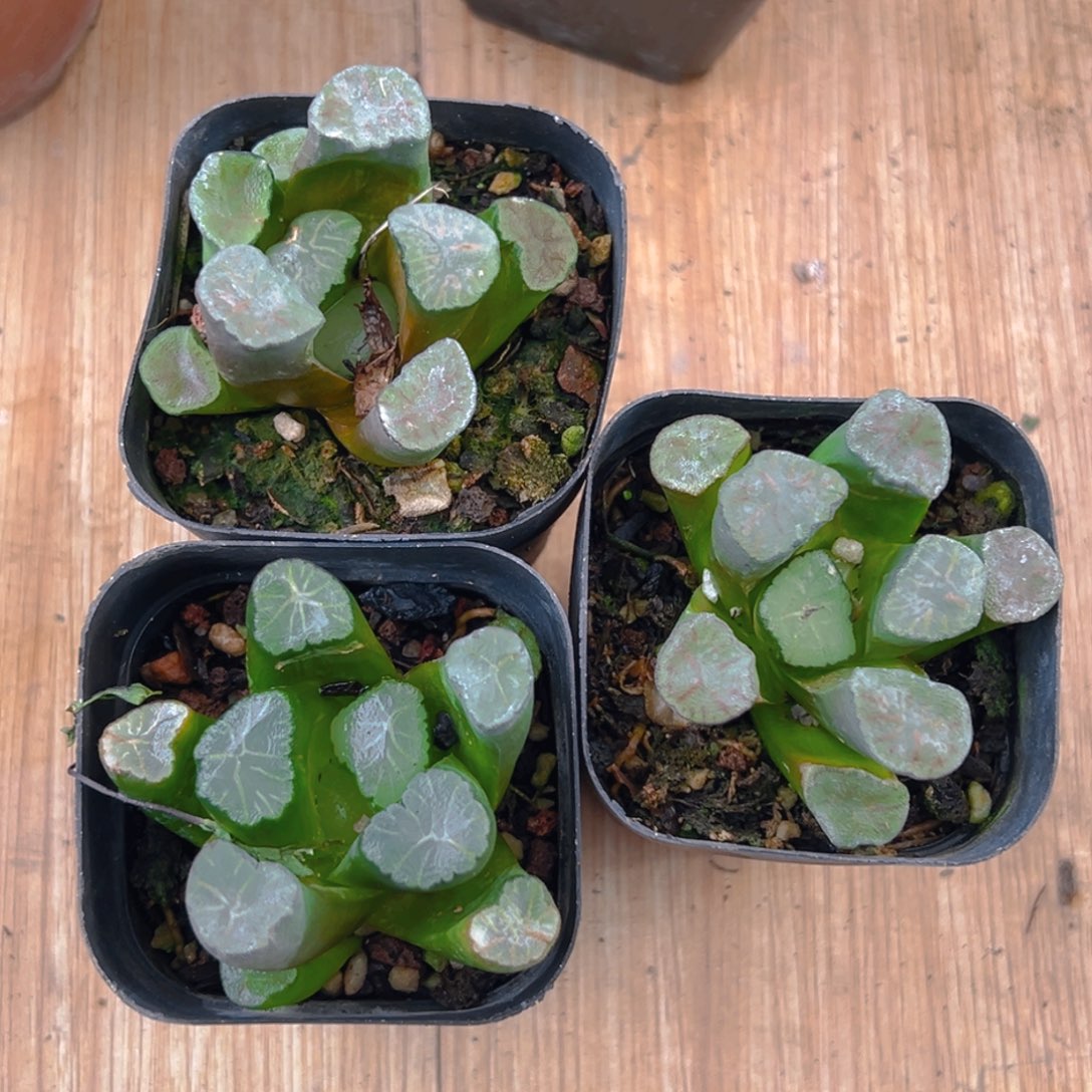 红纹大境万象多肉多肉一颗