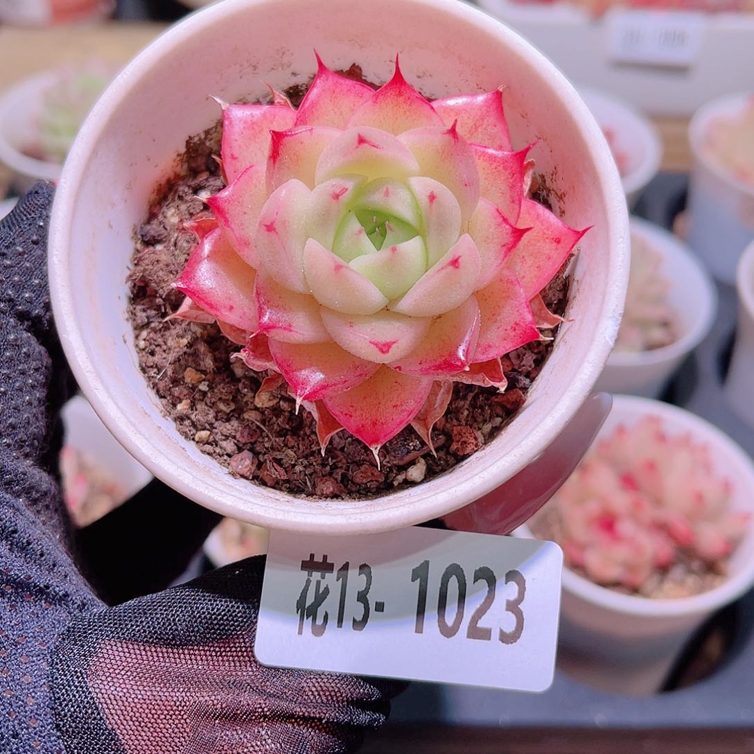 花利美13-1023麦秆