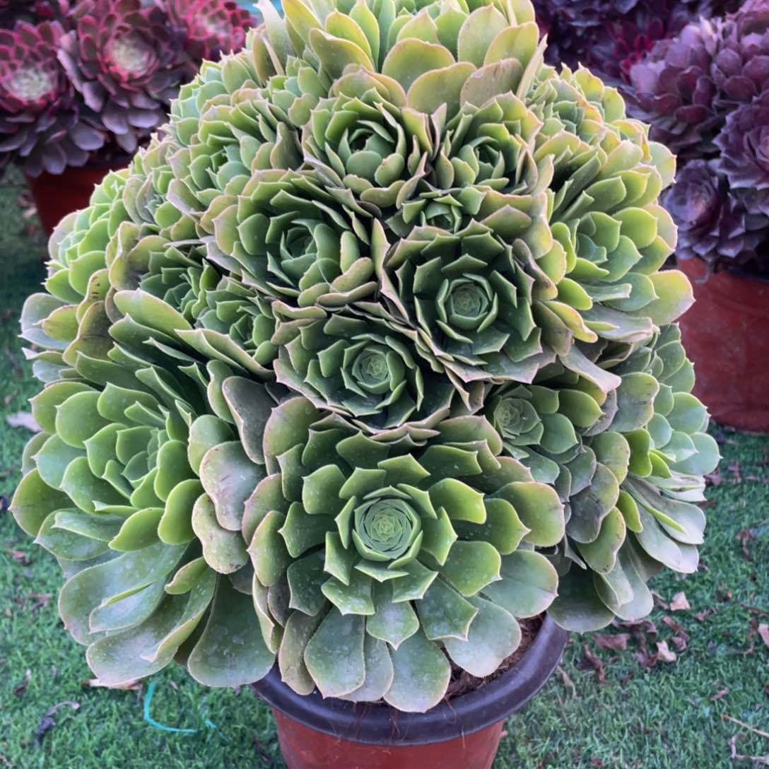 501阳光玫瑰精品法师多肉