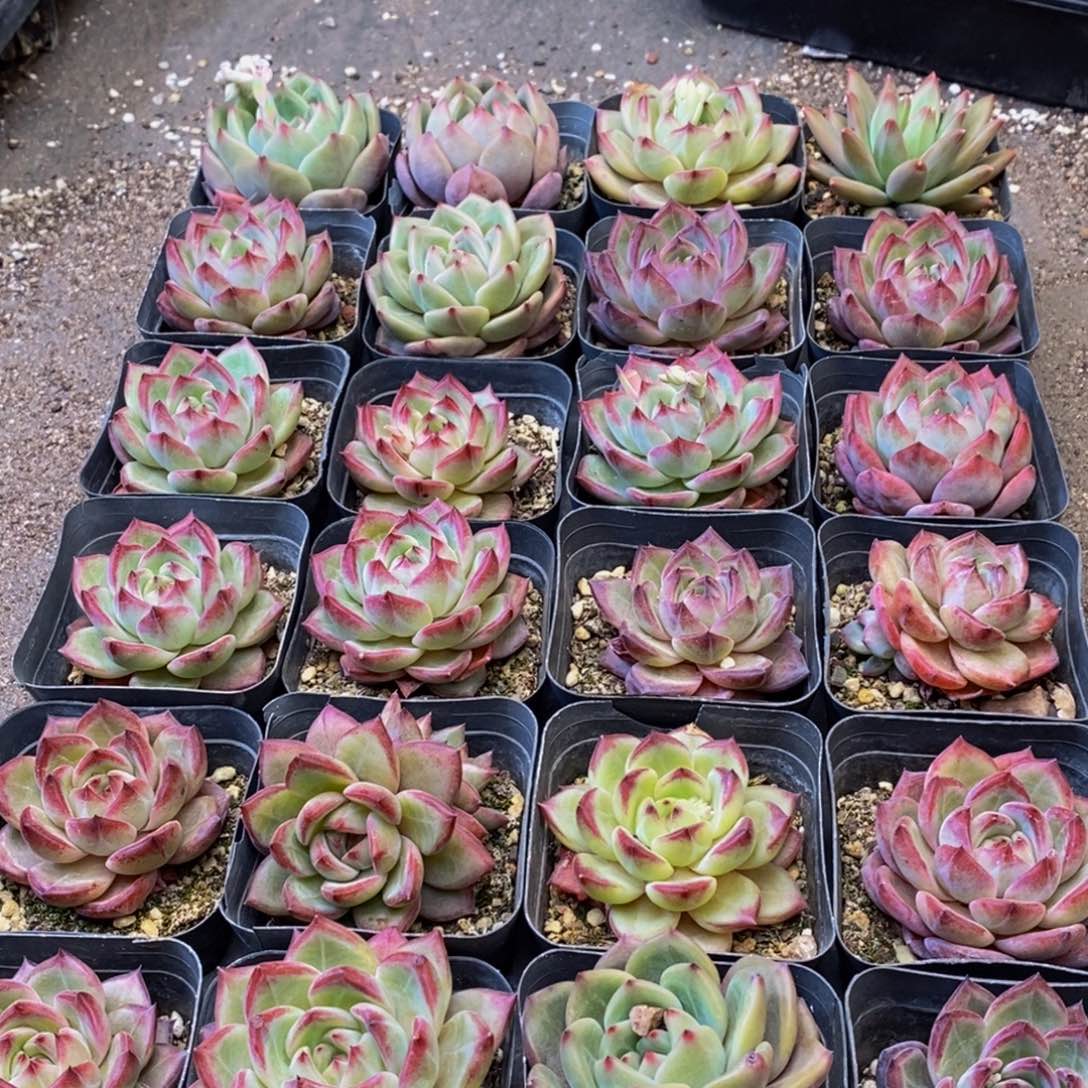 171多肉植物保护研究所所长