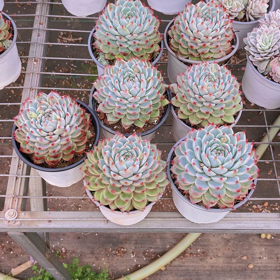 瑃*春春99989999999