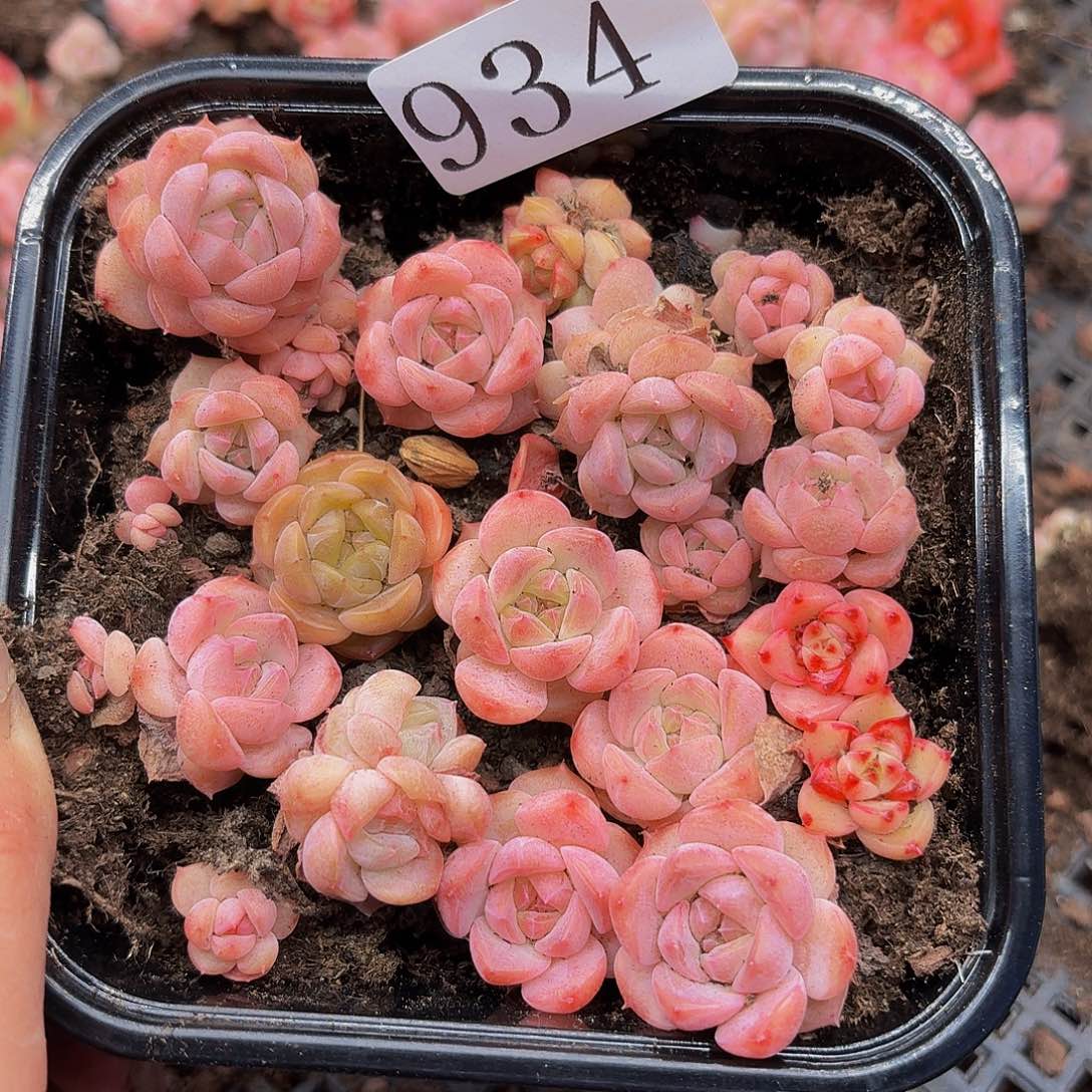 多肉植物多肉植物934