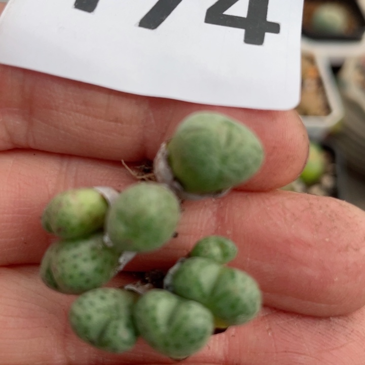 174草莓斑马8头l l l