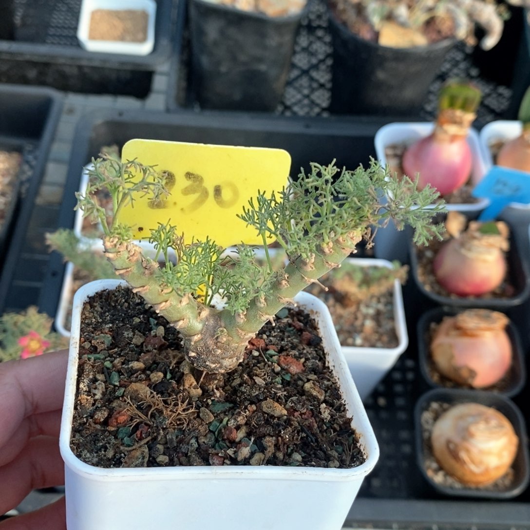 白皮月界多肉植物