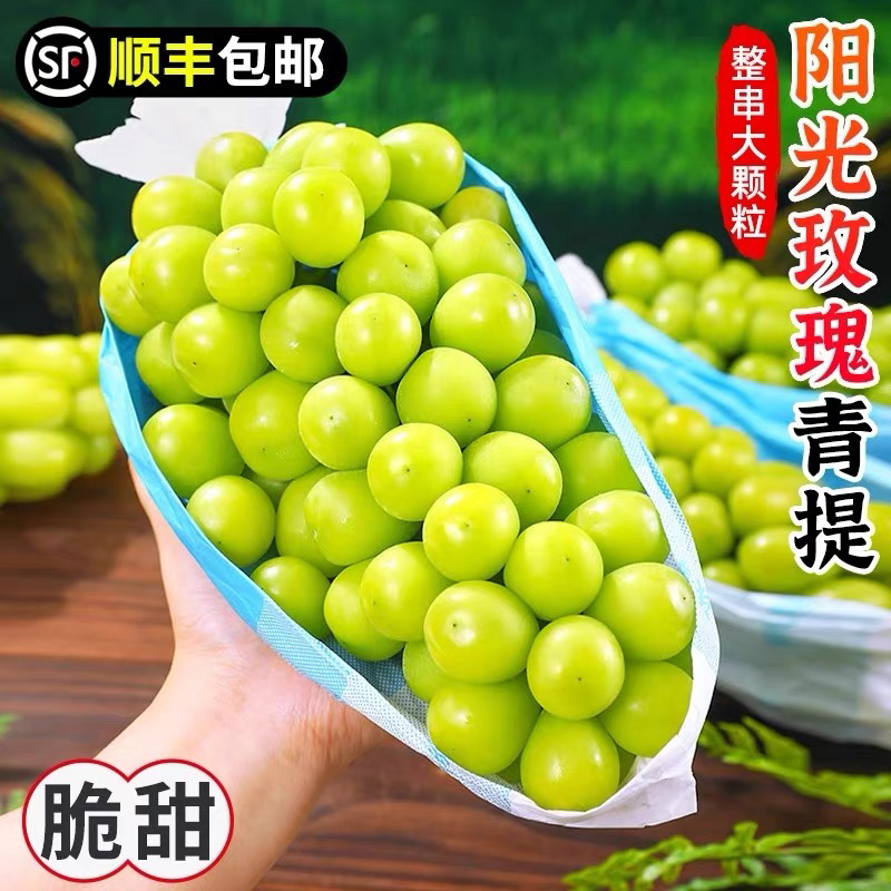 阳光玫瑰葡萄 无籽青提当季直供基地采摘新鲜水果果香浓郁WW