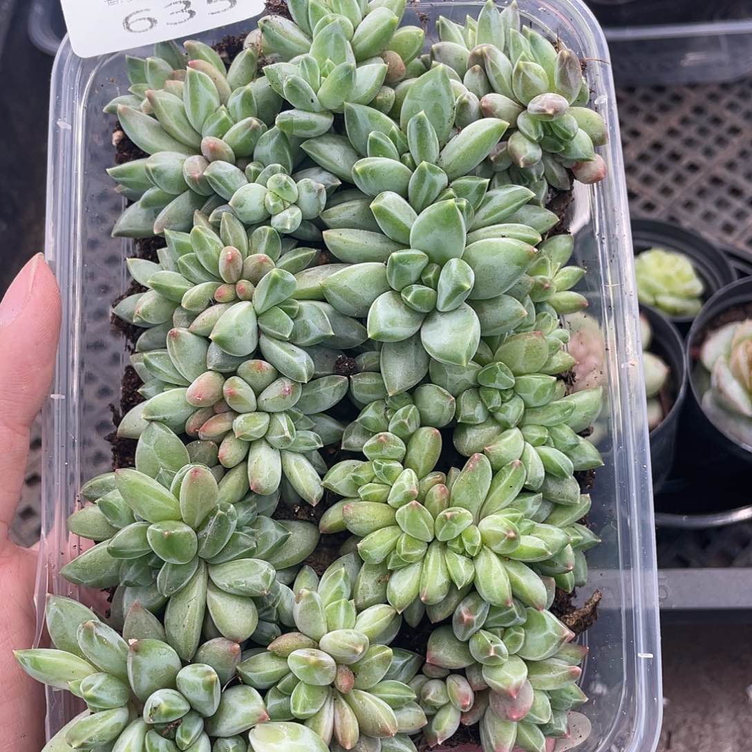 寞*寞云糖心多肉植物635