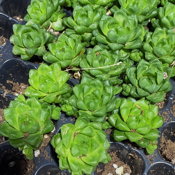 小玉露1元带土发货