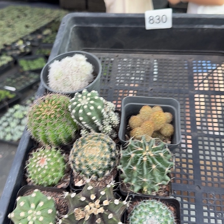 830一套带盆带土发货