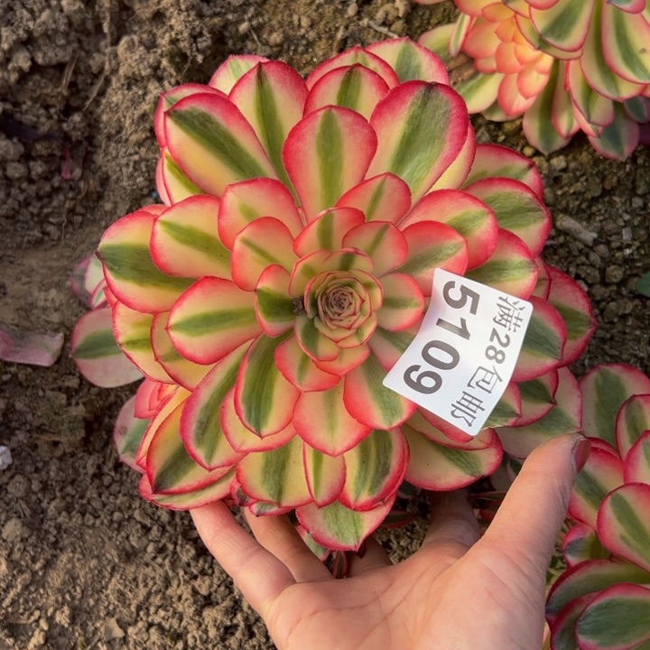 5109南荔枝多肉植物