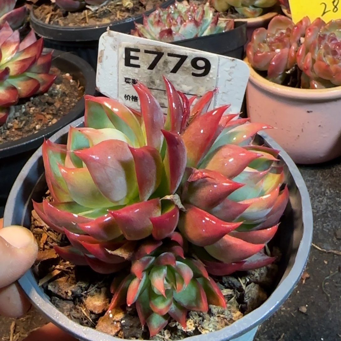 惊鸿一物一拍包装收缩花旱779