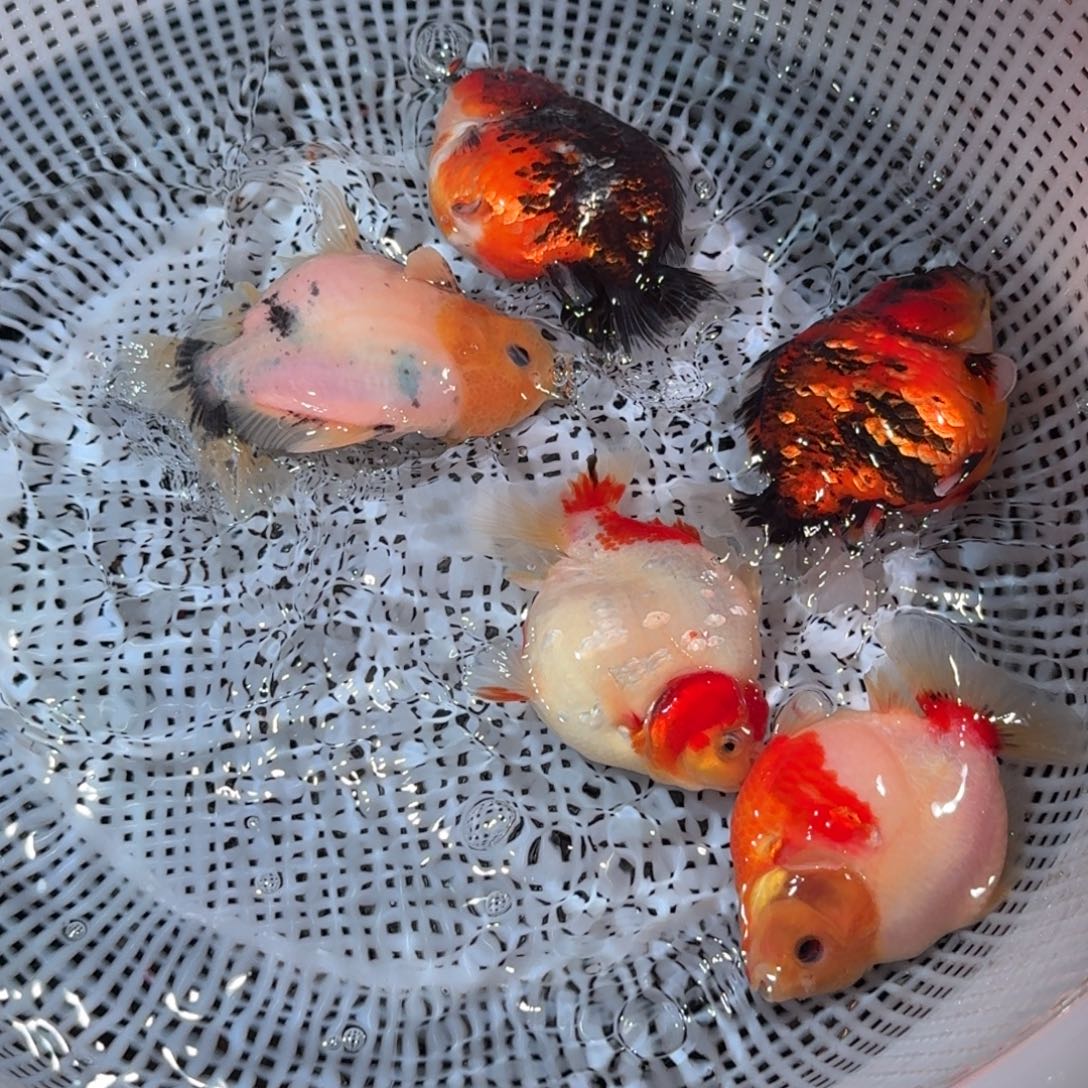 海水亚成短尾将军