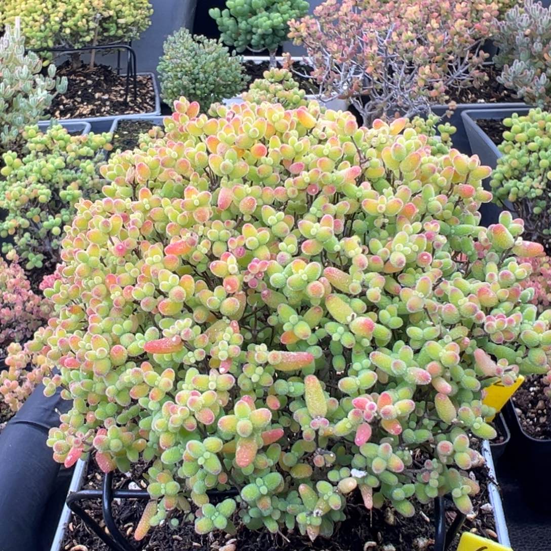 蜜橘糖糖球6号12cm盆