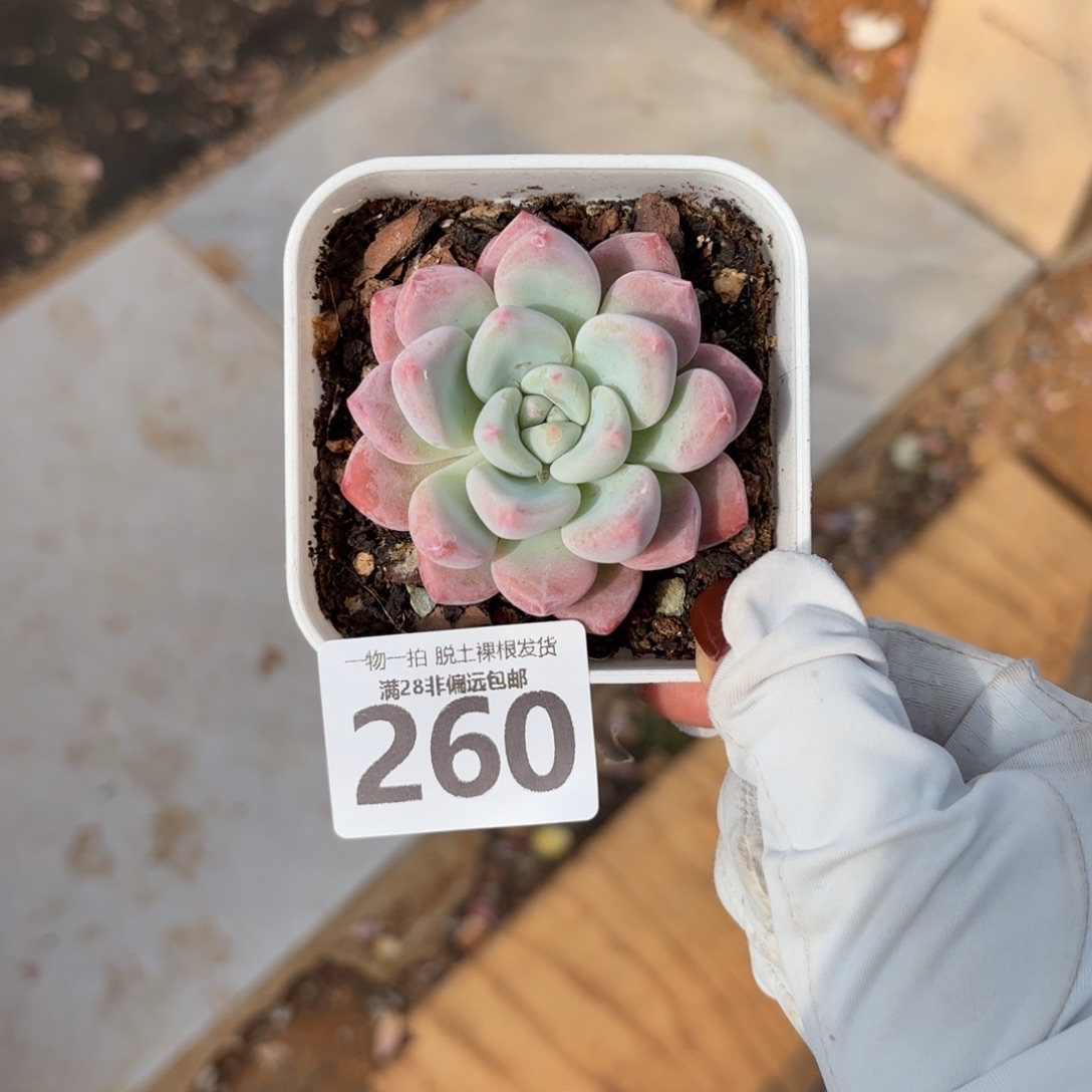 蛋吉单头无盆土发货