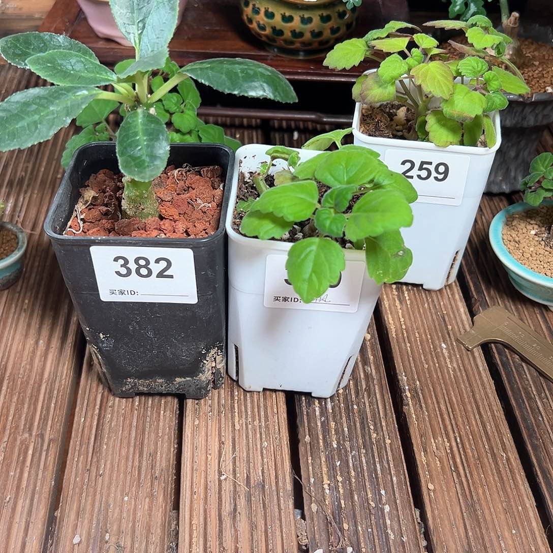 枫*索马里白皮➕爱氏带盆发货