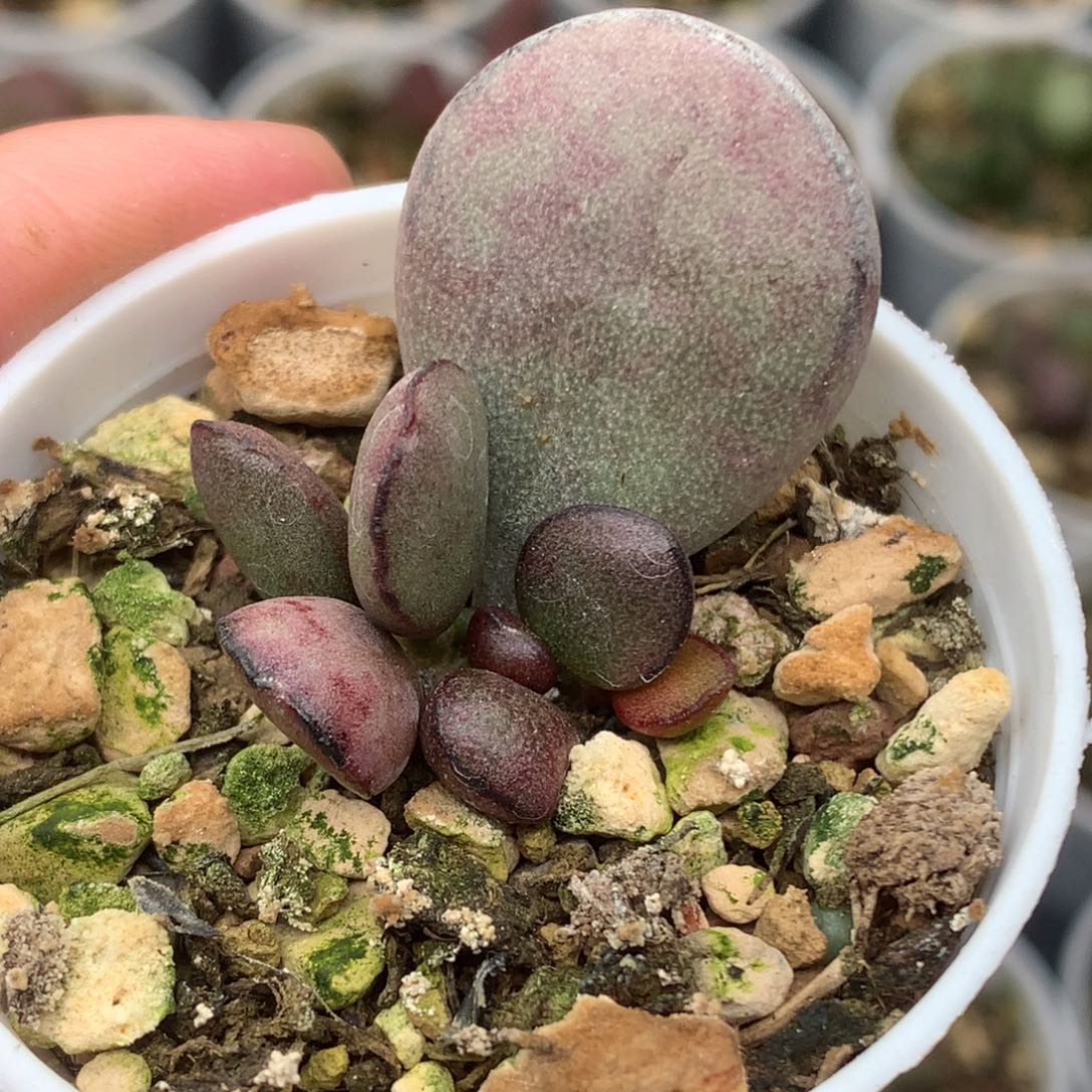 球球紫蛋 一物一拍5厘米盆
