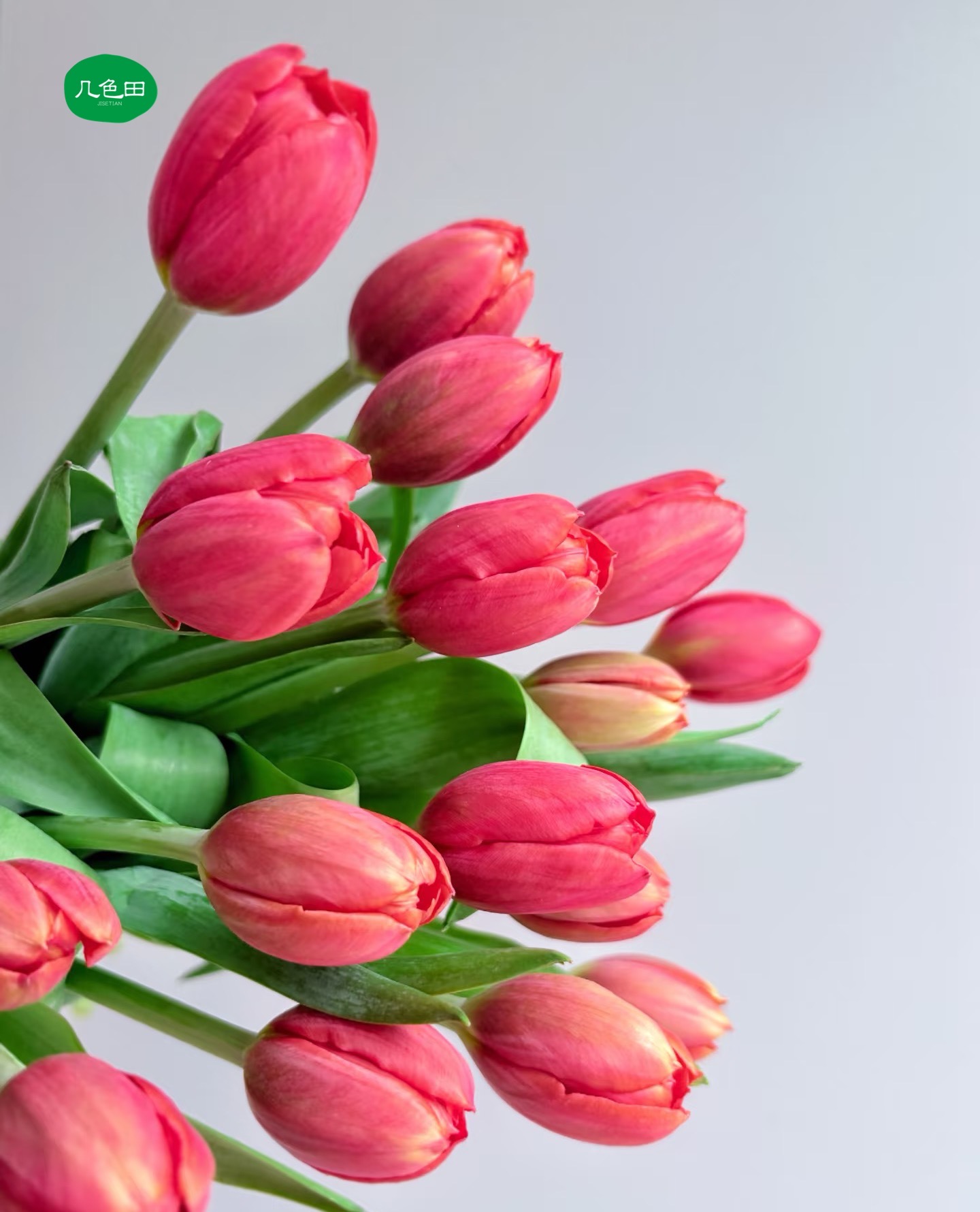 橘红色郁金香----郁金香云南直发鲜花云南花插花鲜花