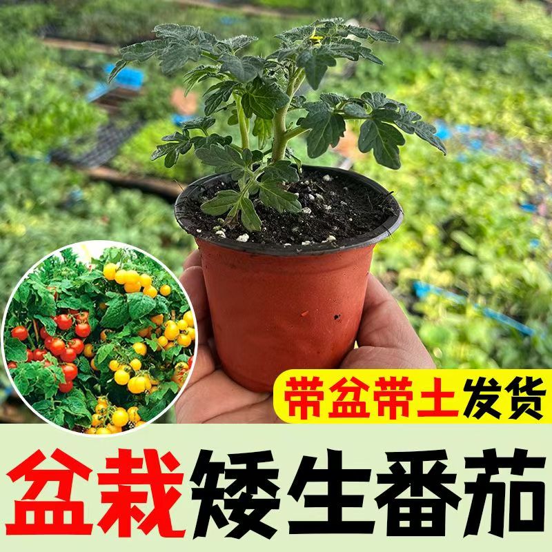 新鲜食用盆栽矮生黑番茄苗秧阳台矮生红黄黑樱桃圣女果西红柿庭院