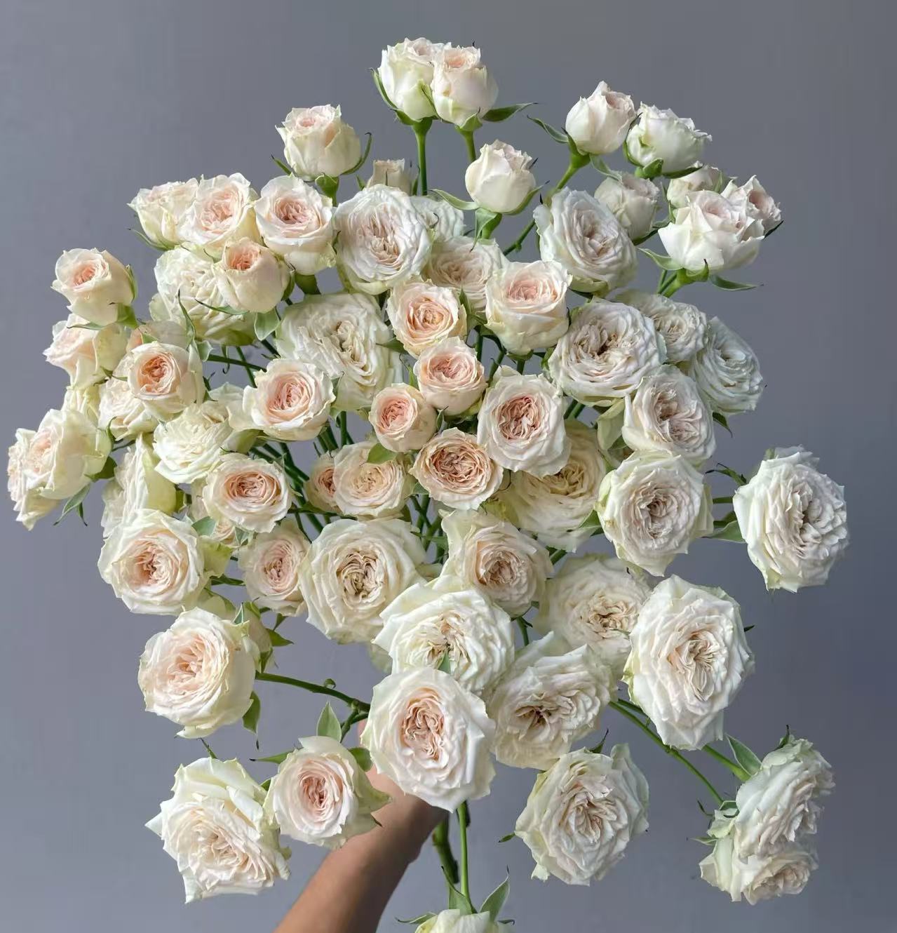 【梅尼耶】多头玫瑰云南基地直发