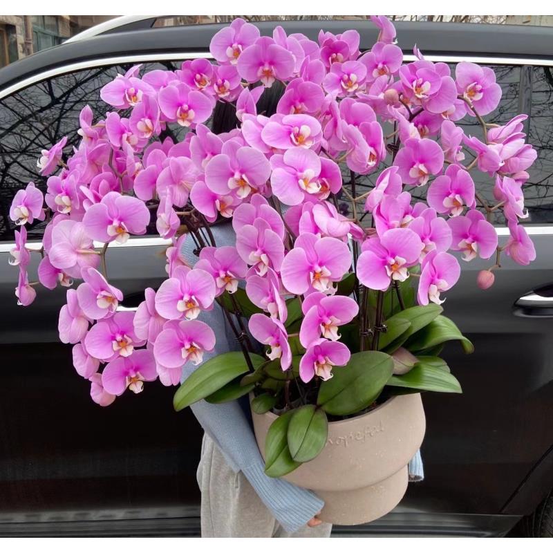 1个花剑  安娜蝴蝶兰 叶片瑕疵