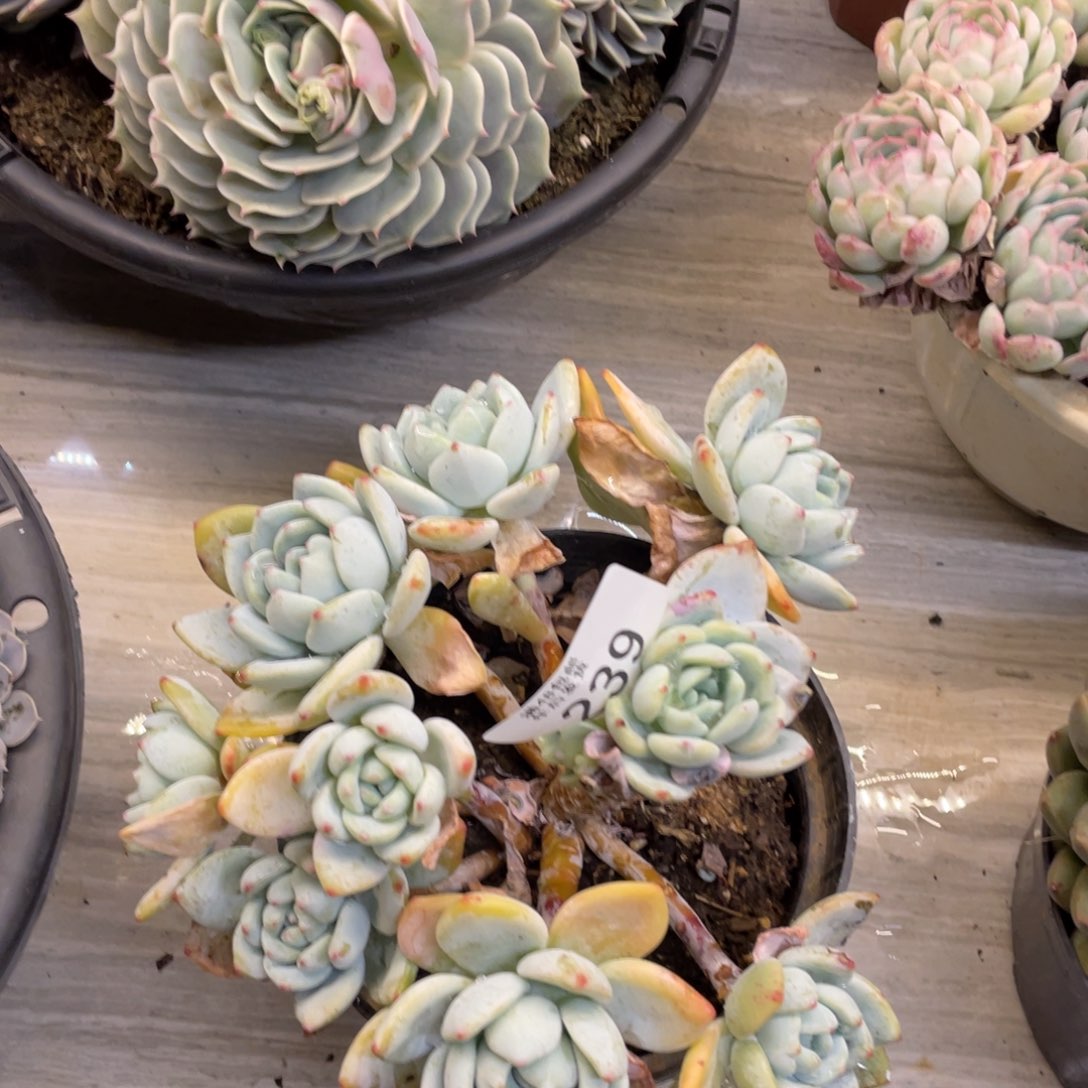 黑大帅多肉239冷香