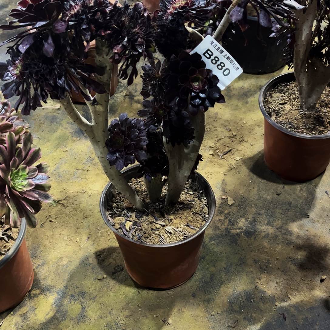 多肉880黑法师缀化