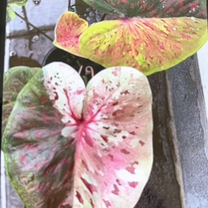 104-0214彩叶芋广东现货