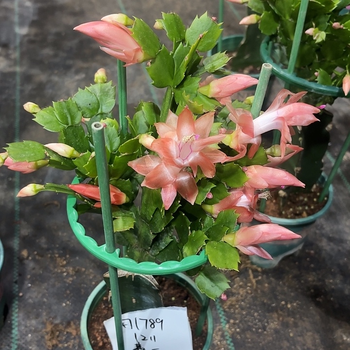 大部分花苞少量开放费亚