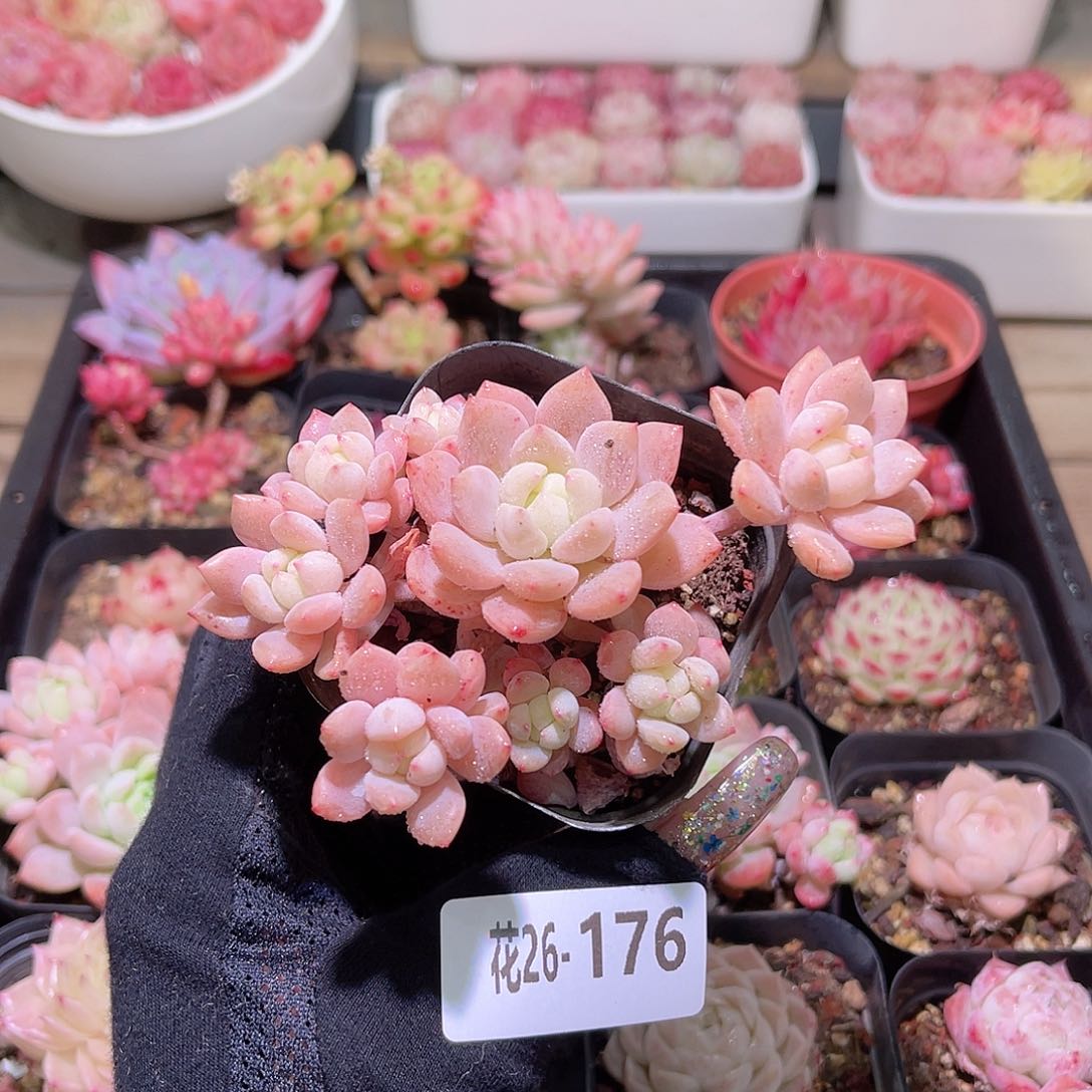 花利美26-176洛丽塔