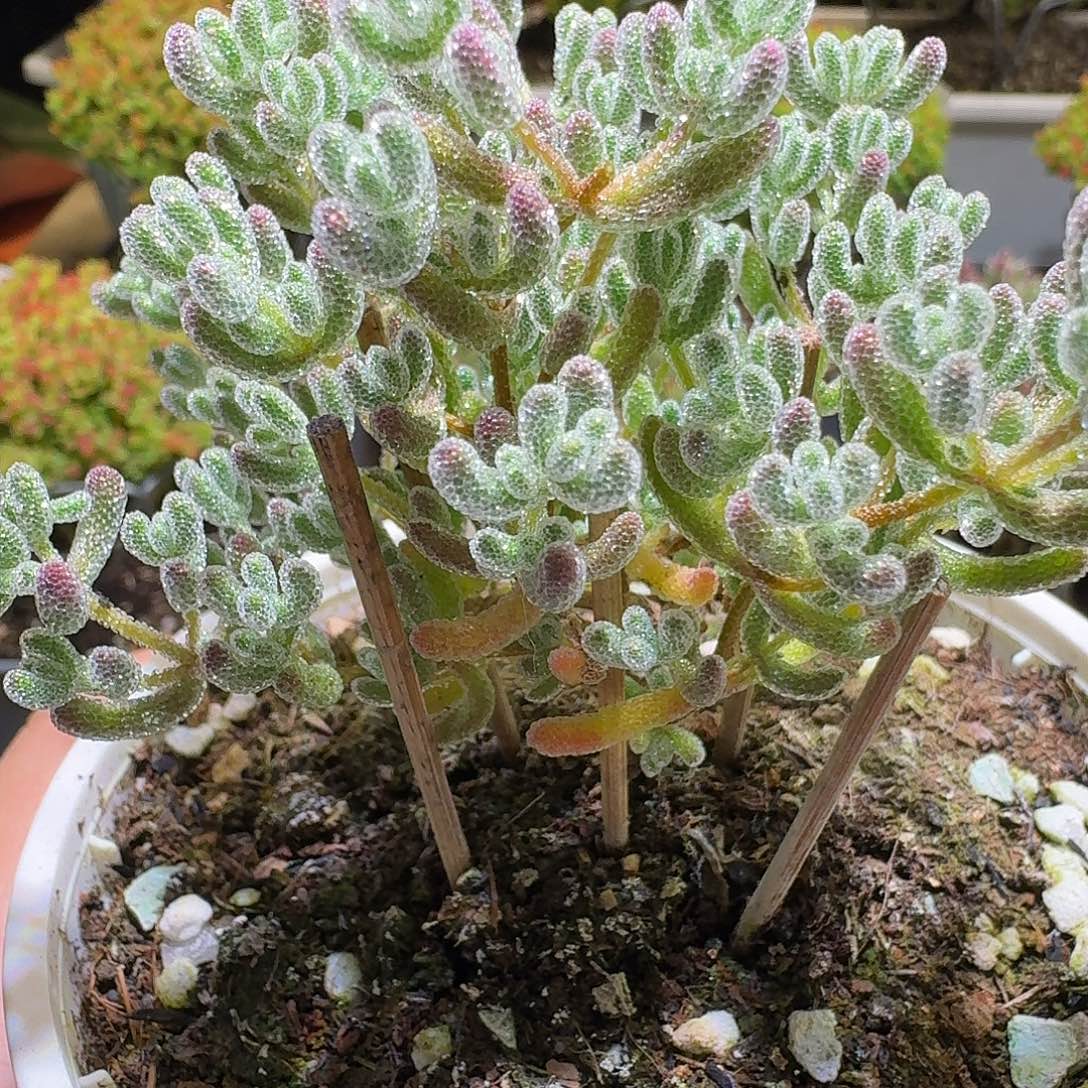 蜜冰晶枝干番杏106