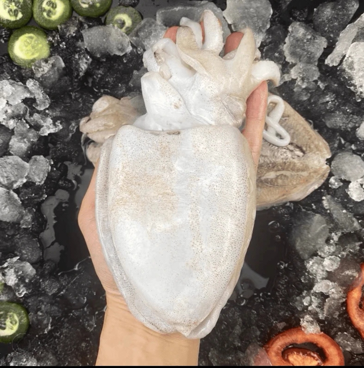 东海干板乌贱新鲜速冻鲜美海鲜