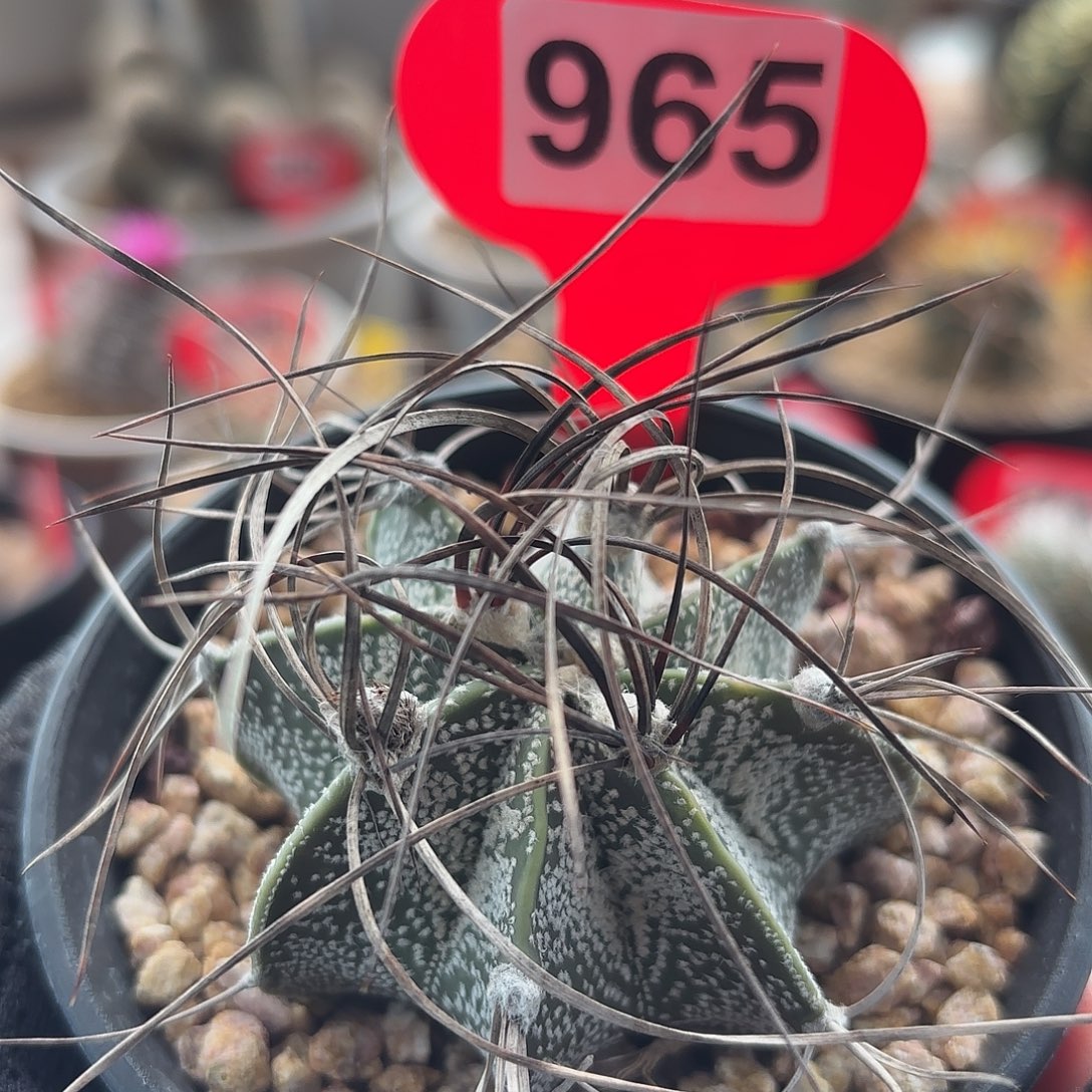 仙人球实生黑刺瑞凤玉