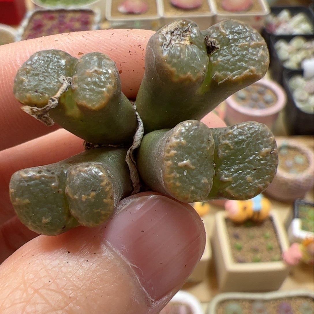 【闪购商品】132 福利