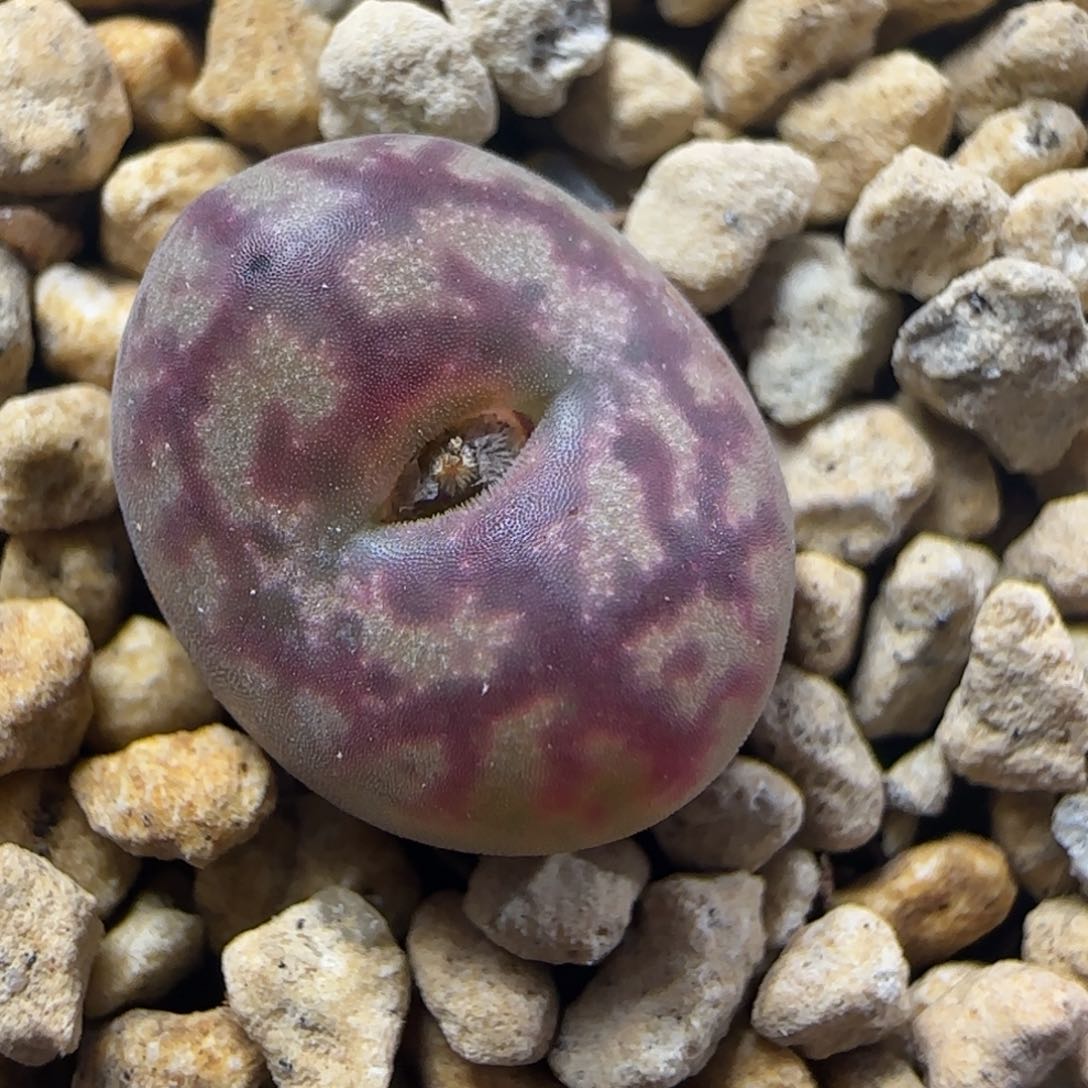 2.15精品多肉毛墨杂23号