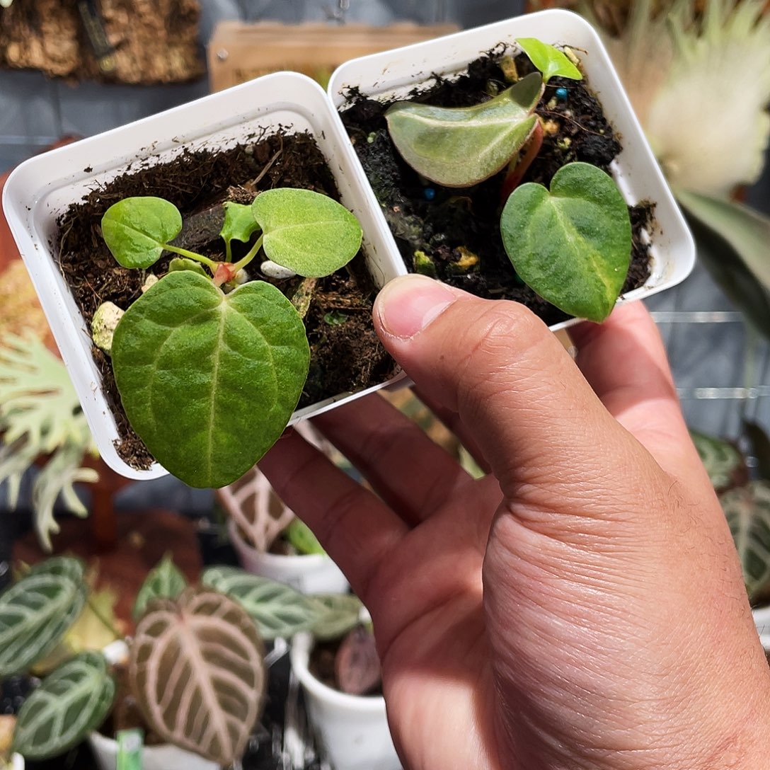 完全开放赌狗锦11