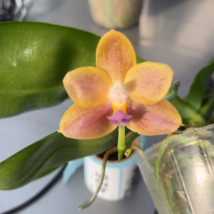 完全开放2.5寸杯爪哇交狗