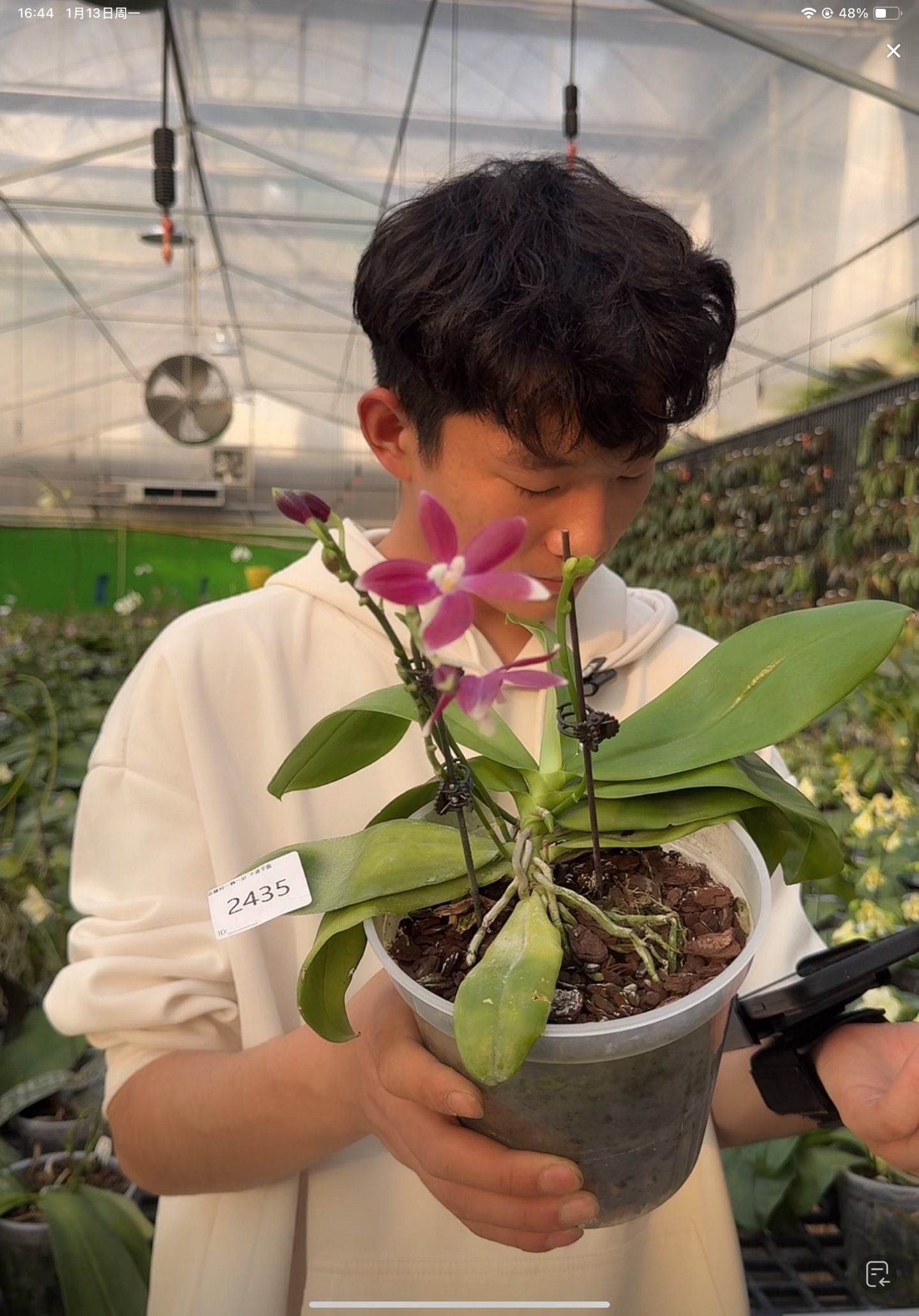 编号2435 3.5寸 开花株 叶片微瑕疵 鲜花绿植