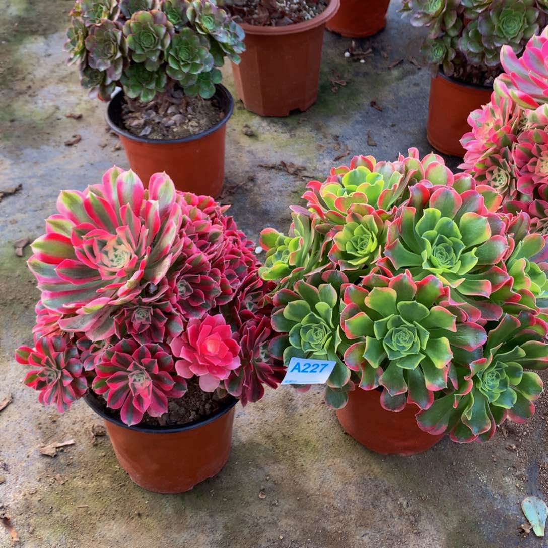 227不周正女巫，特斯拉